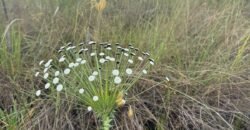 Chácara 40.000m – 5 km de Alto Paraíso – 100% regularizada Chácara 40.000m – 5 km de Alto Paraíso – 100% regularizada