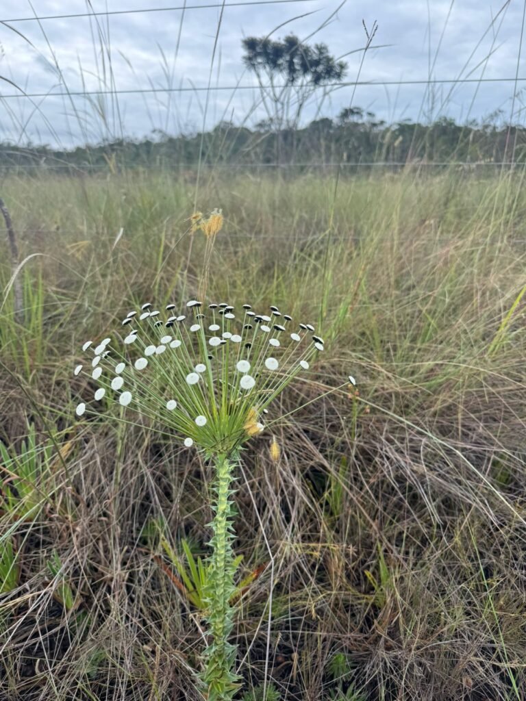 Chácara 40.000m – 5 km de Alto Paraíso – 100% regularizada