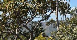 Vende-se Maravilhoso Lote 3.854m2 – Exclusivo em São Jorge! Vende-se Maravilhoso Lote 3.854m2 – Exclusivo em São Jorge!