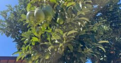 Vende-se Casa Espaçosa e Recém-Reformada- Alto Paraíso de Goiás Vende-se Casa Espaçosa e Recém-Reformada- Alto Paraíso de Goiás