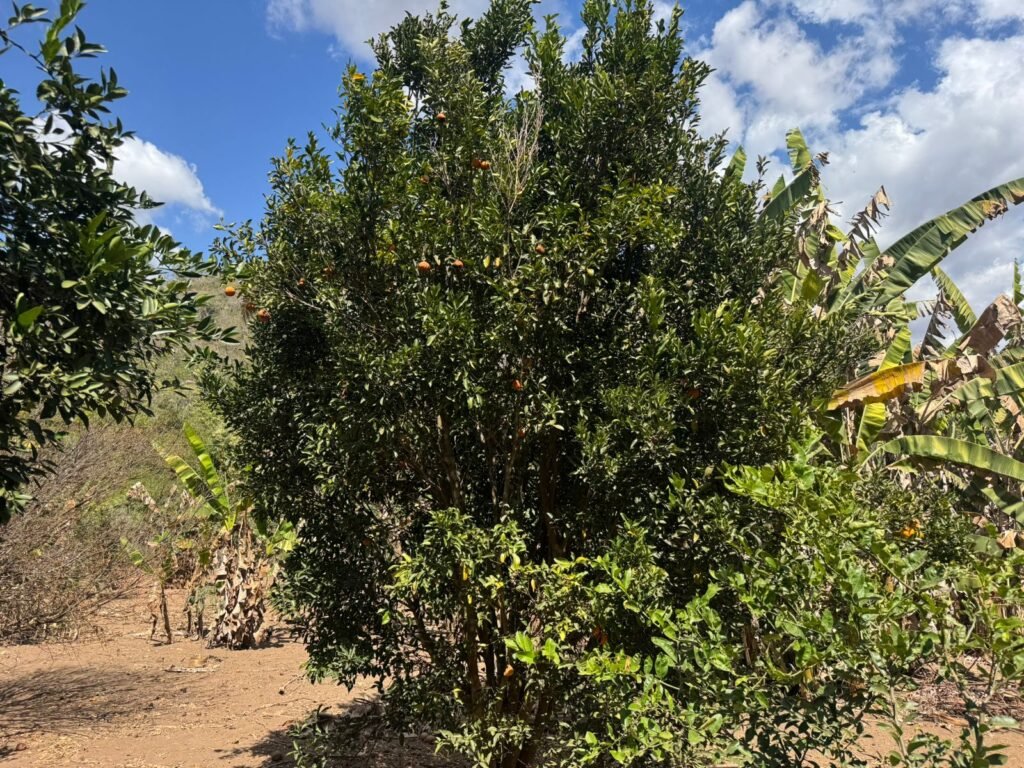 Maravilhosa Chácara – 11 Hectares – Casa de 320m² – Vista Deslumbrante – Nascente  Alto Paraíso – GO 
