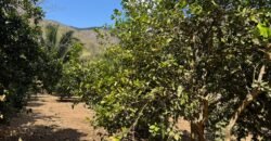 Maravilhosa Chácara – 11 Hectares – Casa de 320m² – Vista Deslumbrante – Nascente  Alto Paraíso – GO 