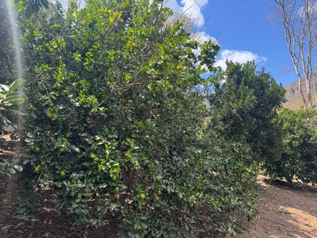 Maravilhosa Chácara – 11 Hectares – Casa de 320m² – Vista Deslumbrante – Nascente  Alto Paraíso – GO 
