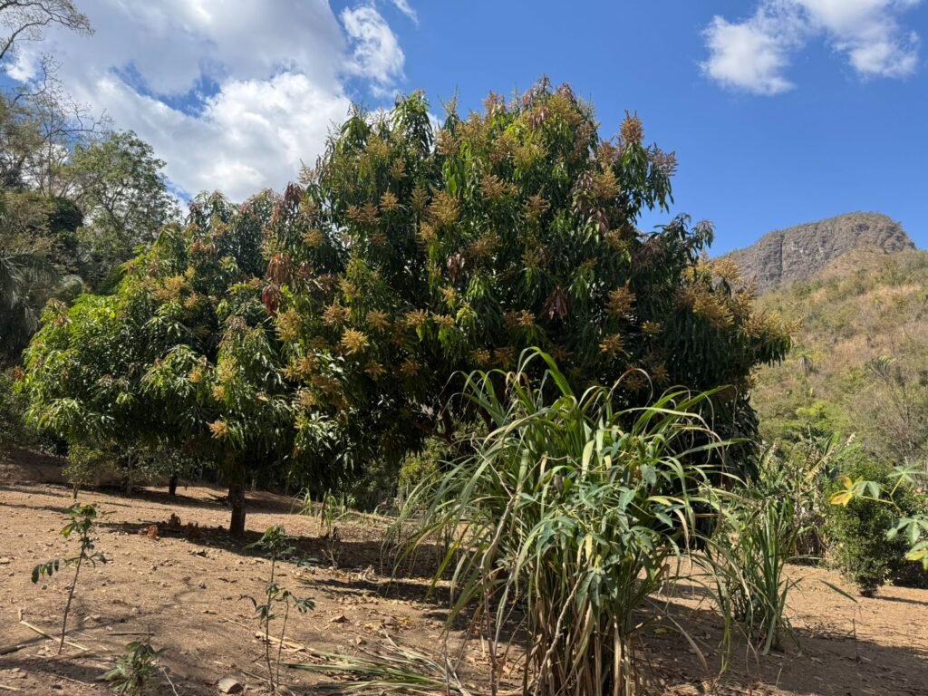 Maravilhosa Chácara – 11 Hectares – Casa de 320m² – Vista Deslumbrante – Nascente  Alto Paraíso – GO 