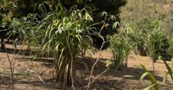 Maravilhosa Chácara – 11 Hectares – Casa de 320m² – Vista Deslumbrante – Nascente  Alto Paraíso – GO 