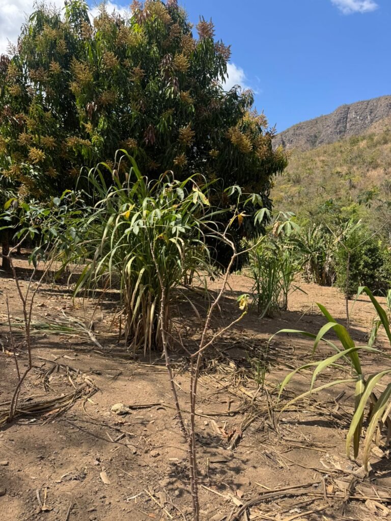 Maravilhosa Chácara – 11 Hectares – Casa de 320m² – Vista Deslumbrante – Nascente  Alto Paraíso – GO 