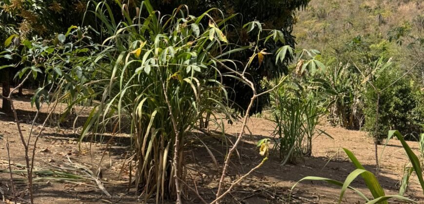 Maravilhosa Chácara – 11 Hectares – Casa de 320m² – Vista Deslumbrante – Nascente  Alto Paraíso – GO 