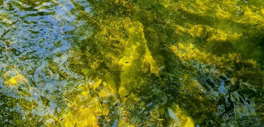 Chácara 4ha – Rio – pronta para Morar e Hospedagem  – Paraíso dos Pandanvas Chácara 4ha – Rio – pronta para Morar e Hospedagem  – Paraíso dos Pandanvas