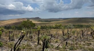 Chácara 5 Alqueires – Km 12 – Lindo Visual – Entre Alto Paraíso e São Jorge Chácara 5 Alqueires – Km 12 – Lindo Visual – Entre Alto Paraíso e São Jorge