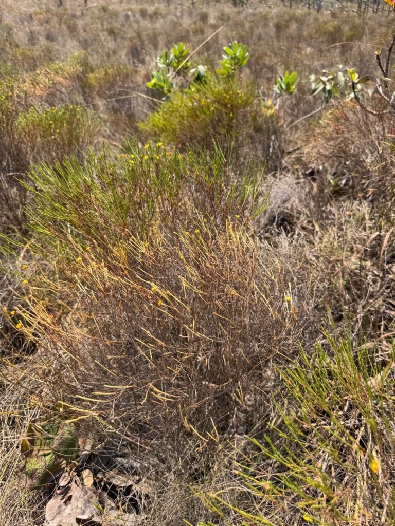 Cháraca 6ha – Córrego – Vista Morro da Baleia – Chapada dos Veadeiros