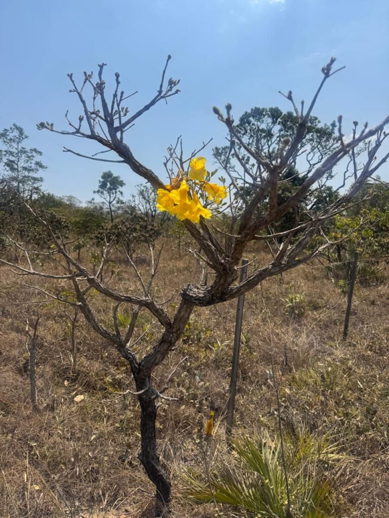 Cháraca 6ha – Córrego – Vista Morro da Baleia – Chapada dos Veadeiros