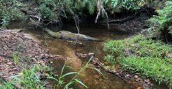 Vende-se Lote 3.000m2 – Alto Paraíso de Goiás