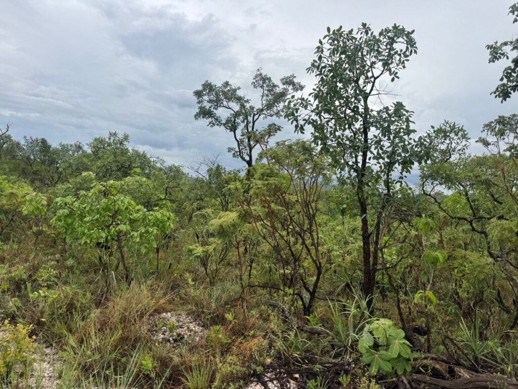 Chacara 4ha – Linda Vista – 8km de São Jorge sentido Cachoeira do Segredo, 1,5km da GO-239