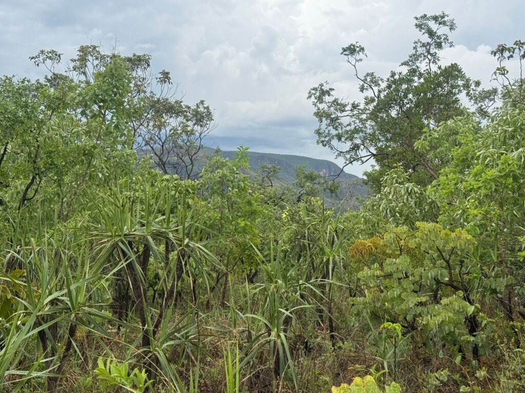Chacara 4ha – Linda Vista – 8km de São Jorge sentido Cachoeira do Segredo, 1,5km da GO-239