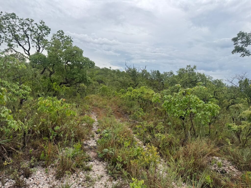 Chacara 4ha – Linda Vista – 8km de São Jorge sentido Cachoeira do Segredo, 1,5km da GO-239
