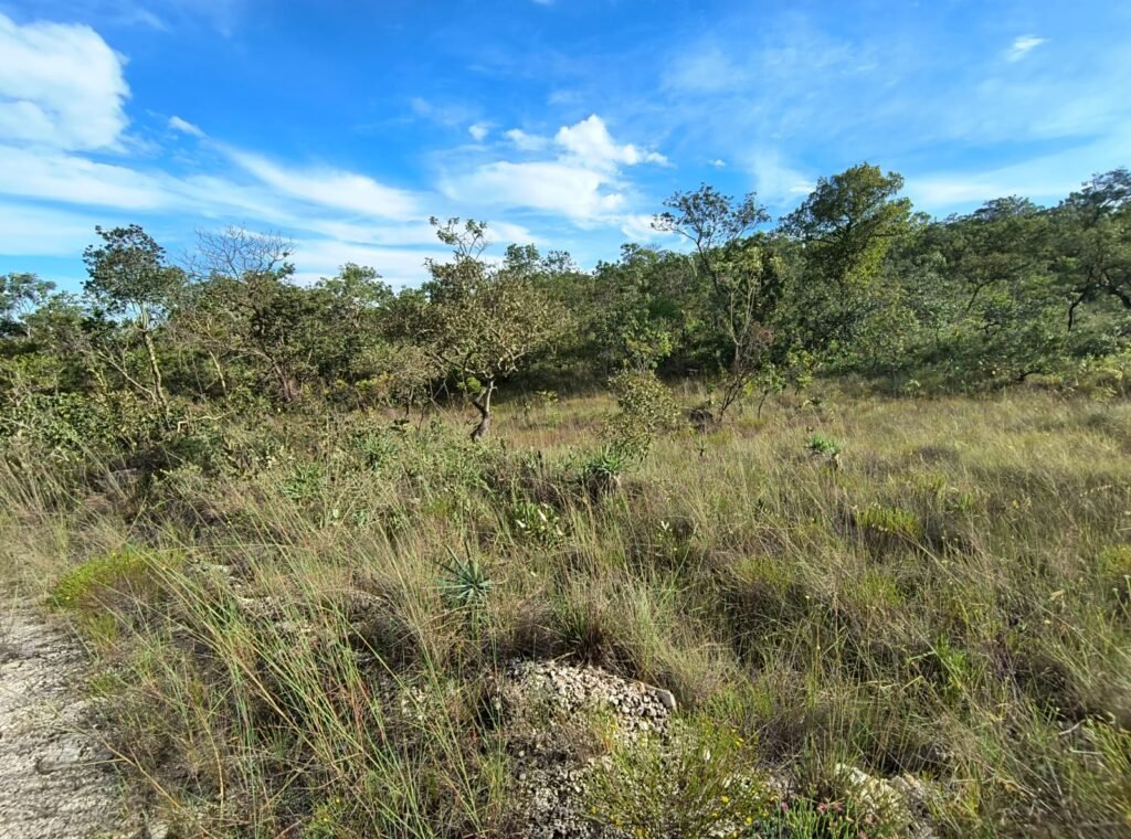 Chacara 4ha – Linda Vista – 8km de São Jorge sentido Cachoeira do Segredo, 1,5km da GO-239