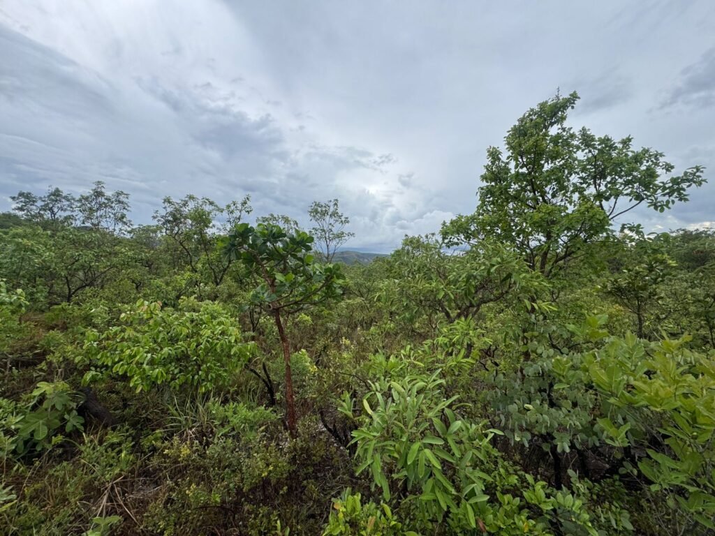 Chacara 4ha – Linda Vista – 8km de São Jorge sentido Cachoeira do Segredo, 1,5km da GO-239