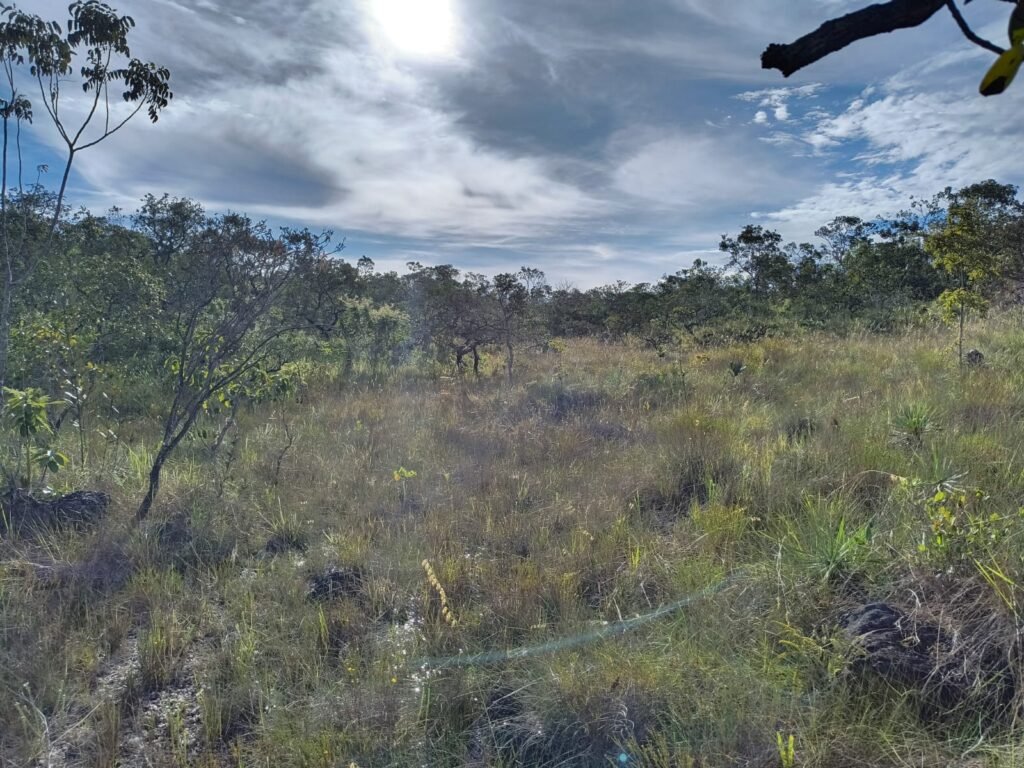 Chacara 4ha – Linda Vista – 8km de São Jorge sentido Cachoeira do Segredo, 1,5km da GO-239