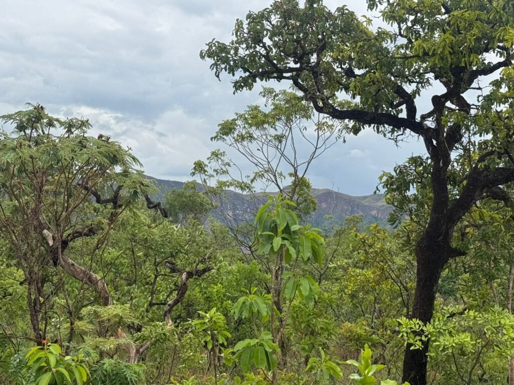 Chacara 4ha – Linda Vista – 8km de São Jorge sentido Cachoeira do Segredo, 1,5km da GO-239