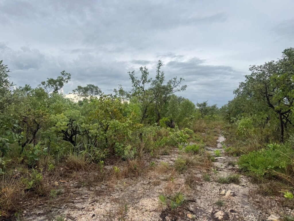 Chacara 4ha – Linda Vista – 8km de São Jorge sentido Cachoeira do Segredo, 1,5km da GO-239