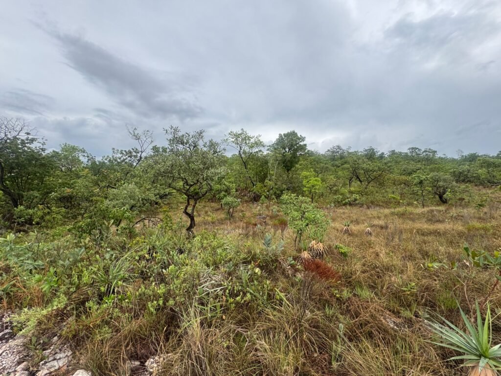 Chacara 4ha – Linda Vista – 8km de São Jorge sentido Cachoeira do Segredo, 1,5km da GO-239