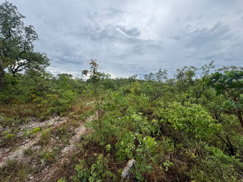 Chacara 4ha – Linda Vista – 8km de São Jorge sentido Cachoeira do Segredo, 1,5km da GO-239