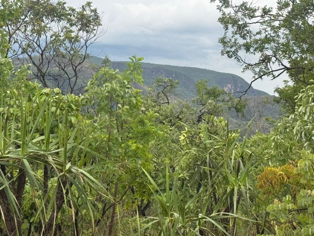 Chacara 4ha – Linda Vista – 8km de São Jorge sentido Cachoeira do Segredo, 1,5km da GO-239