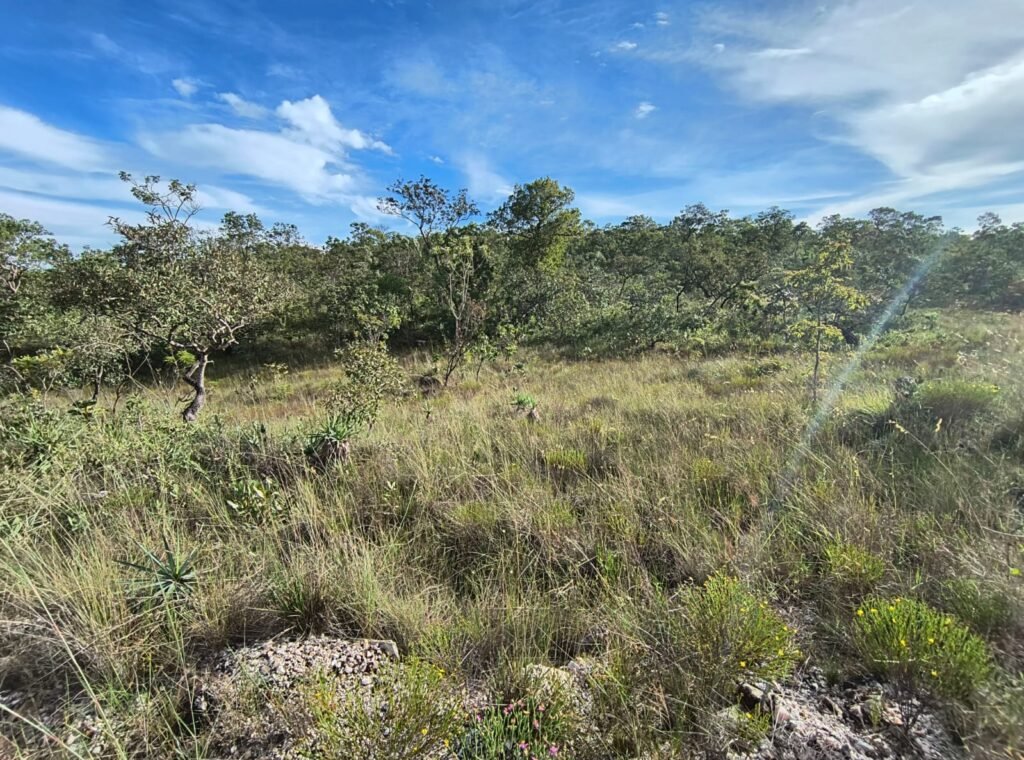 Chacara 4ha – Linda Vista – 8km de São Jorge sentido Cachoeira do Segredo, 1,5km da GO-239