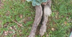 Oportunidade na Chapada – Investimento Com Retorno Imediato!