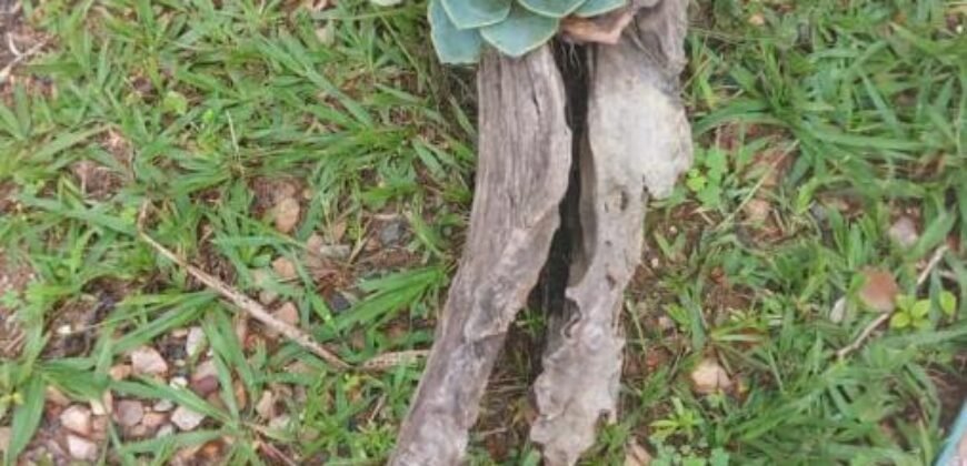 Oportunidade na Chapada – Investimento Com Retorno Imediato!