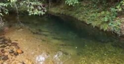 Chácara 8ha – Rio do Segredo – 12 km de São Jorge – Chapada dos Veadeiros Chácara 8ha – Rio do Segredo – 12 km de São Jorge – Chapada dos Veadeiros