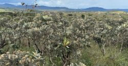 Linda Chácara 4 ha – Paraíso dos Pandavas, Alto Paraíso de Goiás