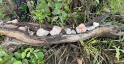 Linda Chácara 4 ha – Paraíso dos Pandavas, Alto Paraíso de Goiás