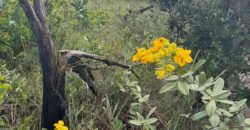 Linda Chácara 4 ha – Paraíso dos Pandavas, Alto Paraíso de Goiás