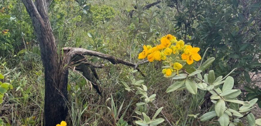 Linda Chácara 4 ha – Paraíso dos Pandavas, Alto Paraíso de Goiás