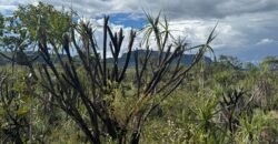 Linda Chácara 4 ha – Paraíso dos Pandavas, Alto Paraíso de Goiás