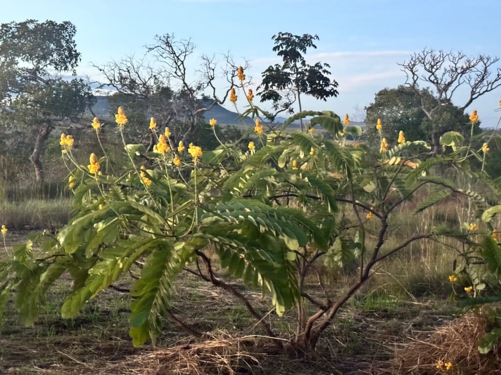 Vende-se Excelente Chácara – Casa – Rio – Aconchegante – Vale Verde – Alto Paraíso de Goiás