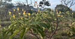 Vende-se Excelente Chácara – Casa – Rio – Aconchegante – Vale Verde – Alto Paraíso de Goiás Vende-se Excelente Chácara – Casa – Rio – Aconchegante – Vale Verde – Alto Paraíso de Goiás