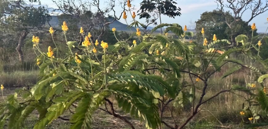 Vende-se Excelente Chácara – Casa – Rio – Aconchegante – Vale Verde – Alto Paraíso de Goiás