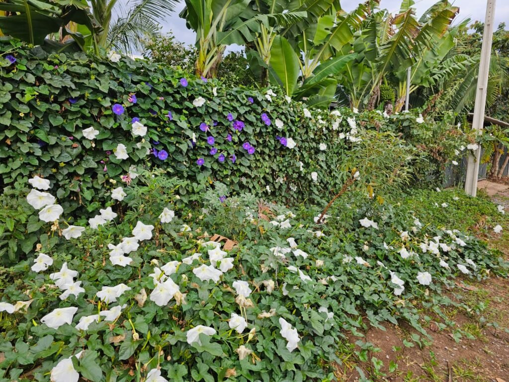 CASA A VENDA NO CONDOMÍNIO VALE AZUL – ALTO PARAÍSO DE GOIÁS