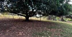 🌿 Fazenda à Venda | Água em Abundância e Excelente Potencial Produtivo na Chapada dos Veadeiros
