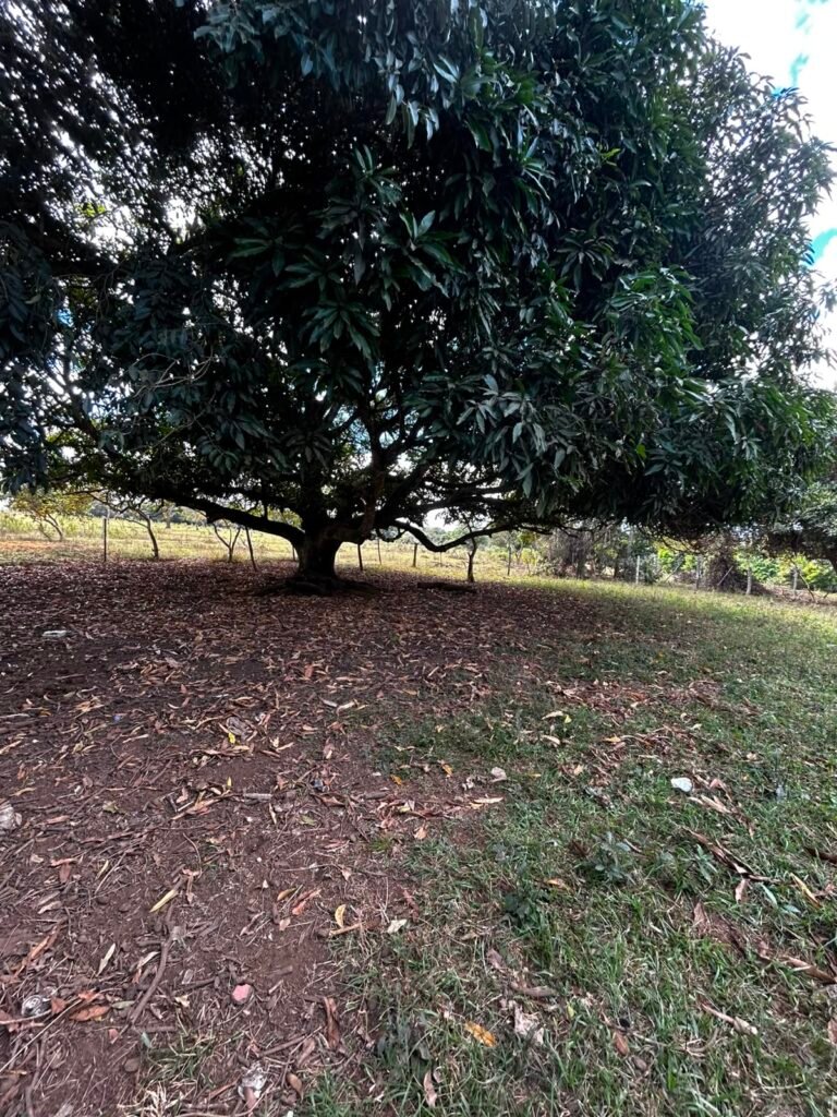 🌿 Fazenda à Venda | Água em Abundância e Excelente Potencial Produtivo na Chapada dos Veadeiros