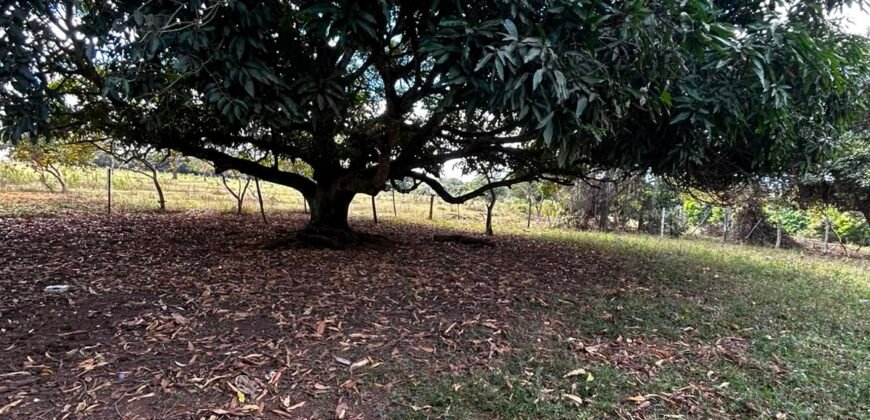 🌿 Fazenda à Venda | Água em Abundância e Excelente Potencial Produtivo na Chapada dos Veadeiros