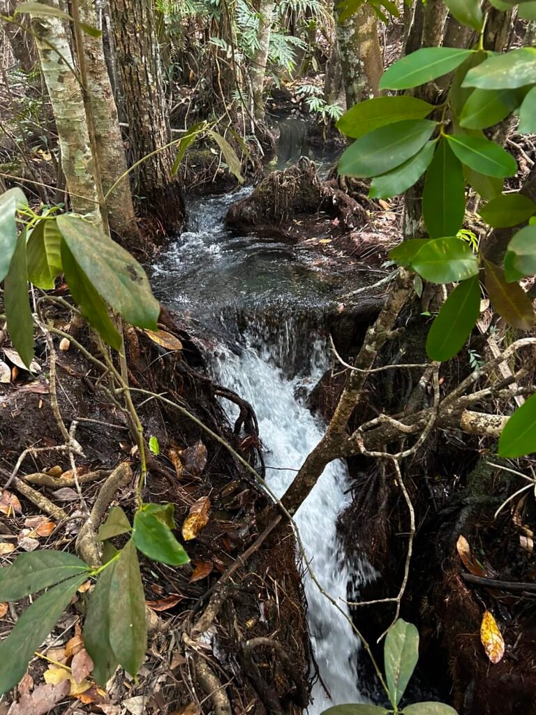 🌿 Fazenda à Venda | Água em Abundância e Excelente Potencial Produtivo na Chapada dos Veadeiros