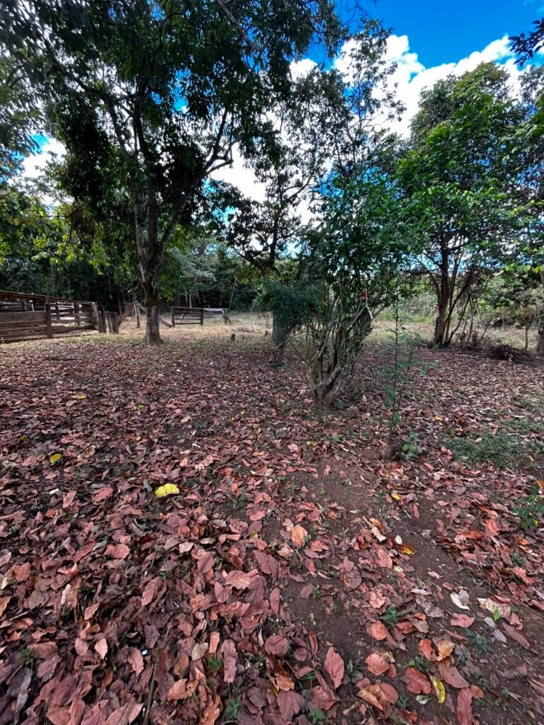 🌿 Fazenda à Venda | Água em Abundância e Excelente Potencial Produtivo na Chapada dos Veadeiros