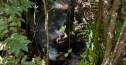 🌿 Fazenda à Venda | Água em Abundância e Excelente Potencial Produtivo na Chapada dos Veadeiros