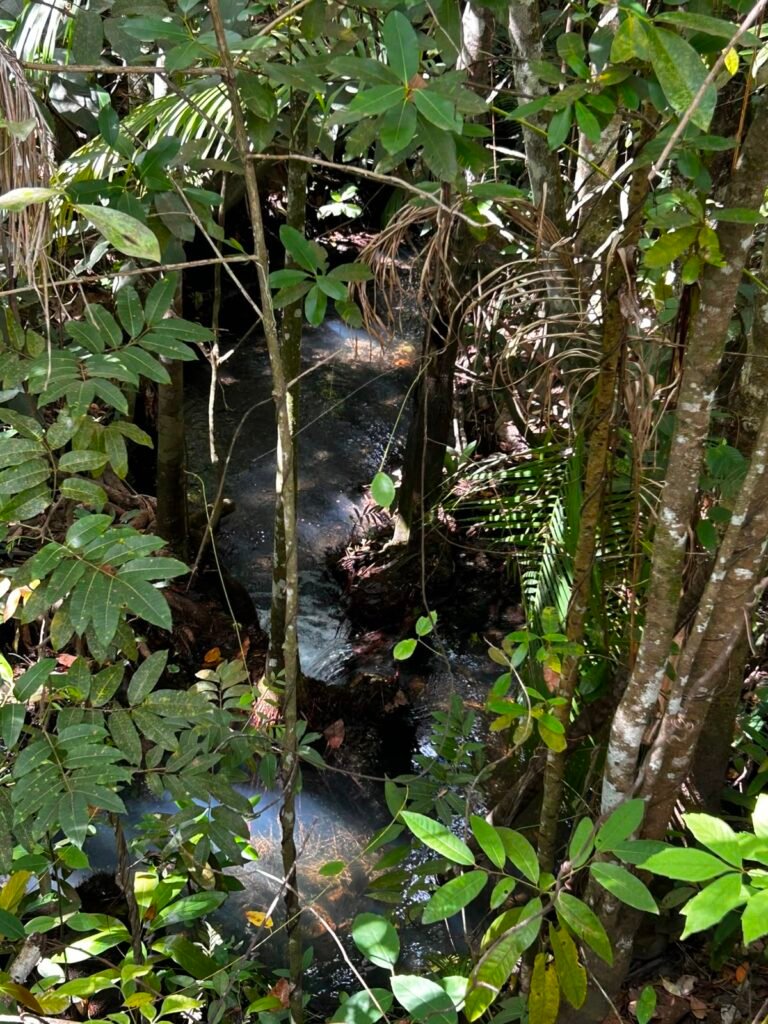 🌿 Fazenda à Venda | Água em Abundância e Excelente Potencial Produtivo na Chapada dos Veadeiros