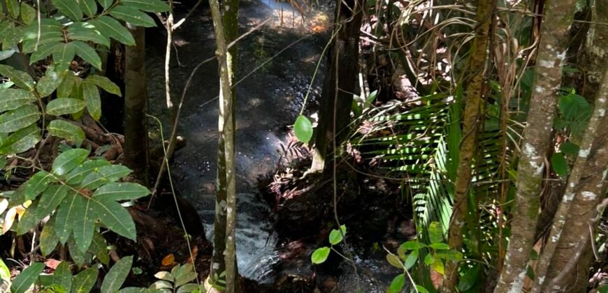 🌿 Fazenda à Venda | Água em Abundância e Excelente Potencial Produtivo na Chapada dos Veadeiros