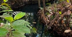 🌿 Fazenda à Venda | Água em Abundância e Excelente Potencial Produtivo na Chapada dos Veadeiros