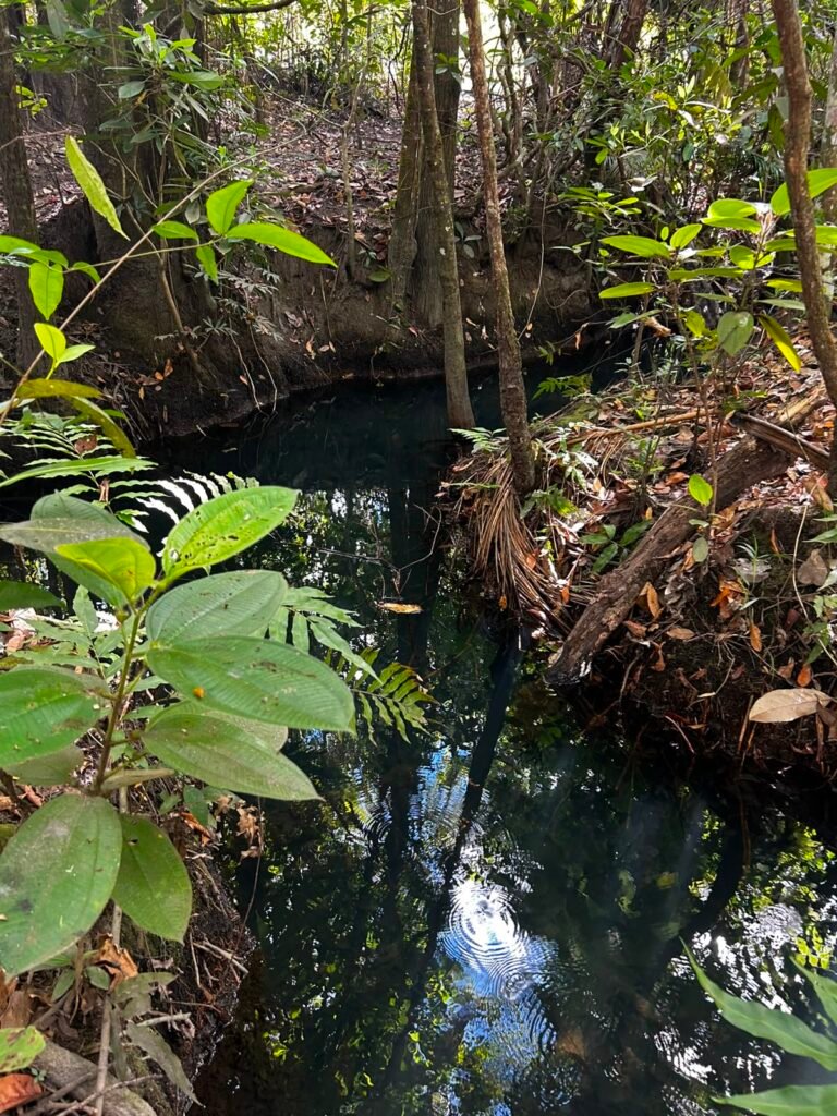 🌿 Fazenda à Venda | Água em Abundância e Excelente Potencial Produtivo na Chapada dos Veadeiros